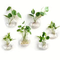 Luna Glass Terrarium